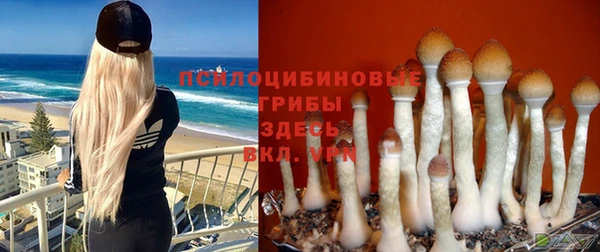 прущие грибы Ельня
